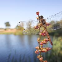 Common Darter wideangle 3 